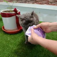 واگذاری گربه نژاد دار