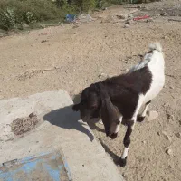 پنج نری پاکستانی فروشی ومعامله بامیش نژادارجوان