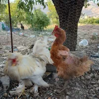 فروش یک عدد خروس سلطان و مرغ تخم گذار