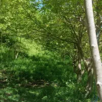 کلبه-سویسی-تازه-ساخت