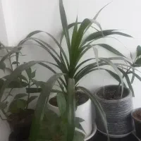 فروش گل