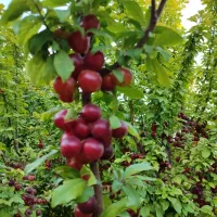 الو قرمز و طلایی ۱۰۰