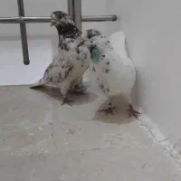 3جفت تهرانی بعدازظهری
