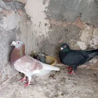 کبوتر کفتر