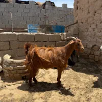 فروش بز و تیشتر و کهره