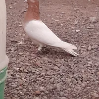 بازیکن|پرنده|بم, |دیوار