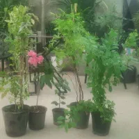 5 عدد گل با کیفیت فقط 300 / چهار عدد گل کوچک ۱۰۰