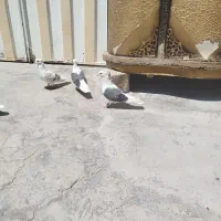 نر ماده شو سیاه