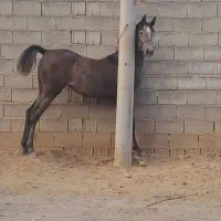کره مادیان عرب نوه عبودی