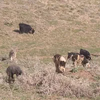بر ه نر