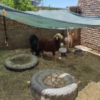 بره نر