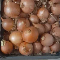 پیاززردفلات