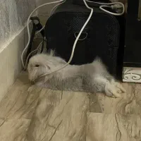 خرگوش نژاد لوپ