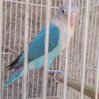 کوتوله برزیلی