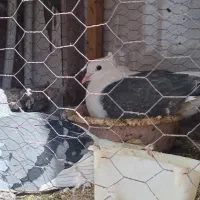 یه جفت کفتر پشت