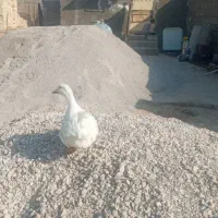 یک عدداوردک ماده بفروش میرسد