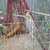 عروس هلندی