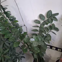 گل طبیعی زامفولیا
