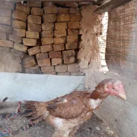 مرغ لاری