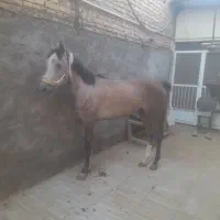 سلام فروش مادیان عرب  درشور۲/۵