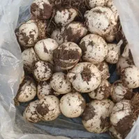 موسیر کوه سیاه