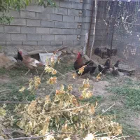 خروس وبوقلمون ماده سالم