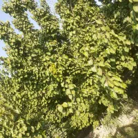 باغ ویلا فروشی