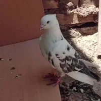 کفتر 2 عدد