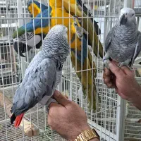 طوطی سخنگو رام و چلوندنی