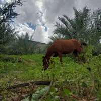 فروش اسب مادیون