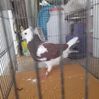 کبوتر کفتر تهرانی
