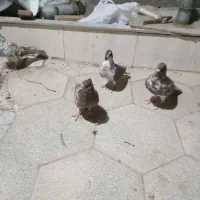 دو جفت کبوتر.. یک جفت سینه ویه جفت سار سرخ با جوجه