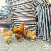 تخم نطفه دار برهما