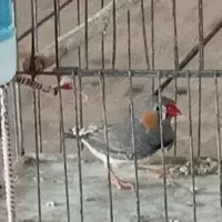 پرنده