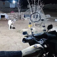سگ نگهبان
