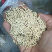 جو ابی