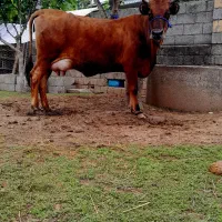 گاو با گوساله لوکس