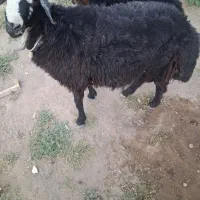 بره
