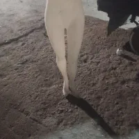 مانکن