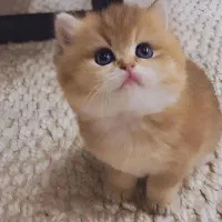 بچه گربه بیریتیش رنگ گلد طلایی