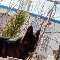 ژرمن شولاین