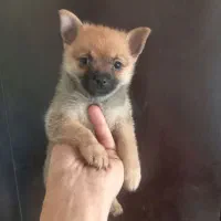 پامر خرسی مینیاتوری