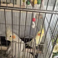 ۲ عدد عروس هلندی درجه یک نر و ماده