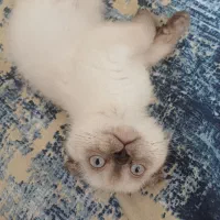 گربه اسکاتیش 2ماهه