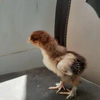 جوجه برهما اصیل