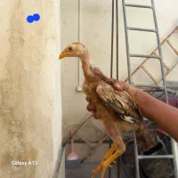 جوجه لاری  معاوضه با لوازم خانگی و ضایعات