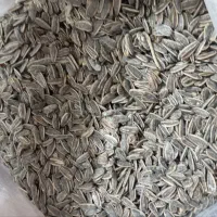 تخمه تازه ،ساده،گلپر،لیمویی