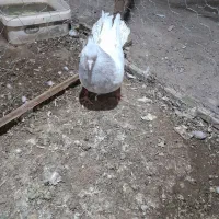 کله ای