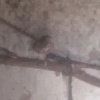 کفتر فروشی معاوضه هم دارم