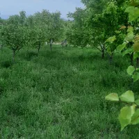 فروش باغ 2000 متری در روستای گردشگری رند